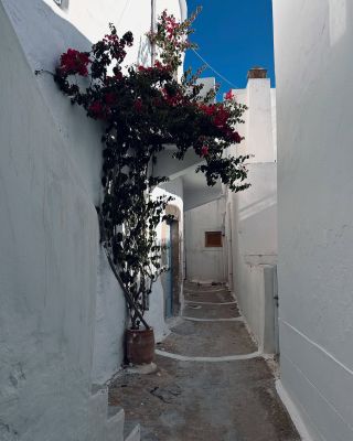 milos42.jpg